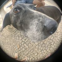 cachorro_negao157_
