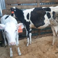 annitadairyfarm