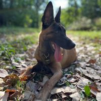 yara.malinois