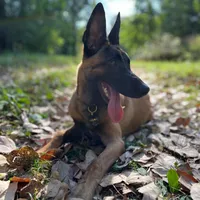 original sound - yara.malinois
