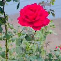 apna_punjab_143
