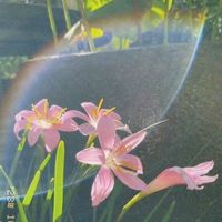 luciana_fr1