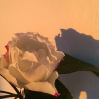 Zlatokopky_Rytmus_spedup