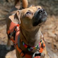 theadventuresofjunebug