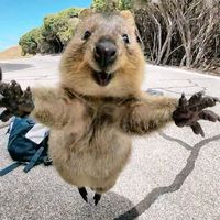 оригінальний звук