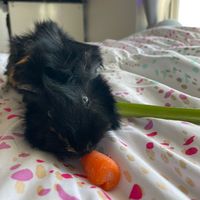 theguineapigsoftiktok