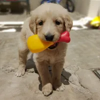 original sound - dracothegoldenboy