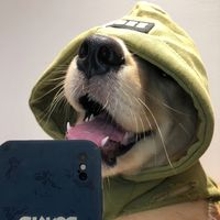 animal_observation27