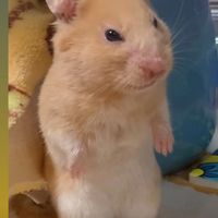 原聲 - 靚仔big bird 🥵