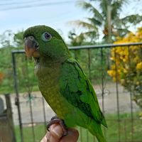 pikito_lana