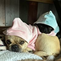 2pugs.and.a.yorkie