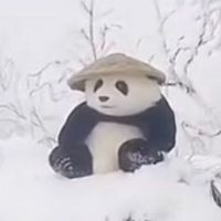 original sound - Dozy