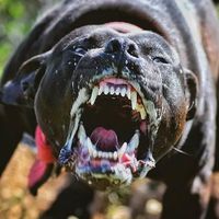 forest_hill_kennel