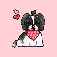 apaixonadosporshihtzu