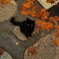 original sound - fallluvers