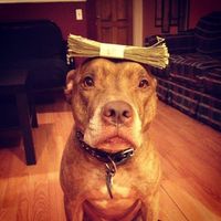 original sound - blowthawop