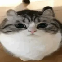 original sound - shiba9606