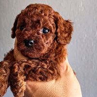 poddlecavaliercanecorso