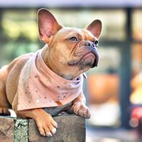 kaju_handmade.bullyzucht