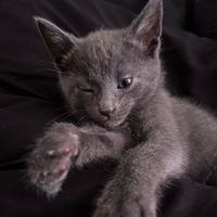 prettyjatheintrovert00