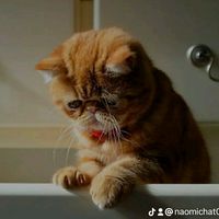 worldofcats_0