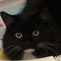 rescuecatmittens