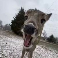 so it goes taylor swift sped up