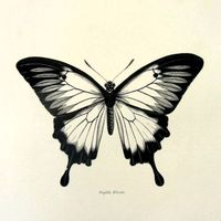 butterfly_fee90
