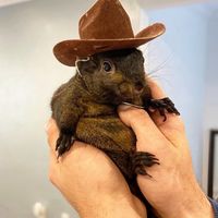 peanut_the_squirrel12