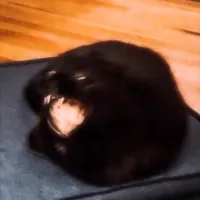 original sound - noname.brand