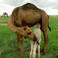 diguichi__anakazagna