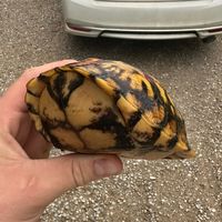 Hank hill on fishing