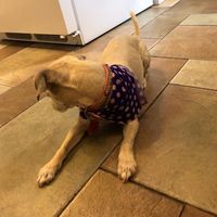 abigail_gofundme