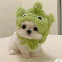 TEAM NO AL MALTRATO ANIMAL