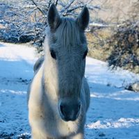 the_horsegang_official