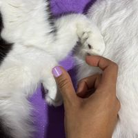 miluycopito