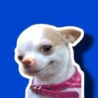 doguinhofofiinho
