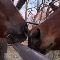 nothings_harder_rider