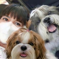 lotto_shihtzu