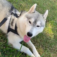eragon_husky