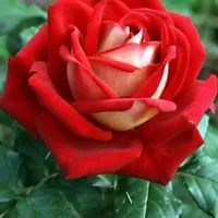 original sound - beatrizelizabeth77