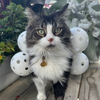 catnamedpawl