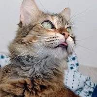 original sound - morita_2348