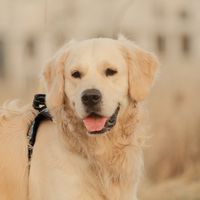 оригінальний звук