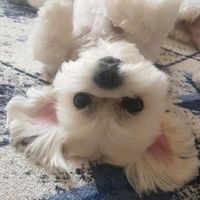 predannoeserdcegrodno