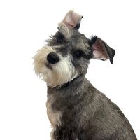 schnauziebeau