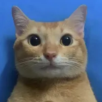 original sound - cateatcabbage2006