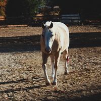 thebesthorserider_1