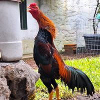 marema_gallo