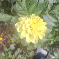 anghelynestrell